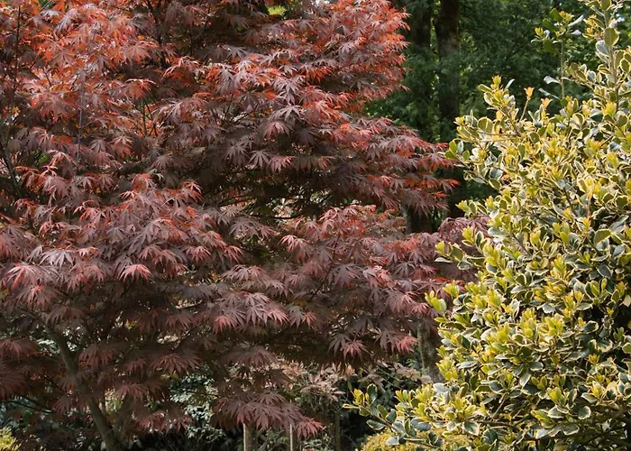 Cozy Forest Cabin, Fenced Garden, Peace & Privacy *