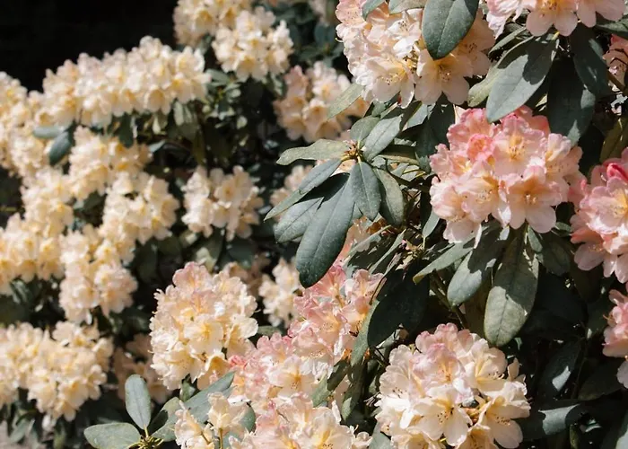 Cozy Forest Cabin, Fenced Garden, Peace & Privacy * Luyksgestel