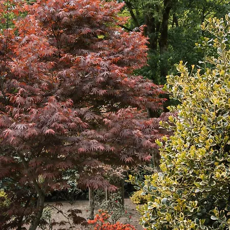 Cozy Forest Cabin, Fenced Garden, Peace & Privacy *